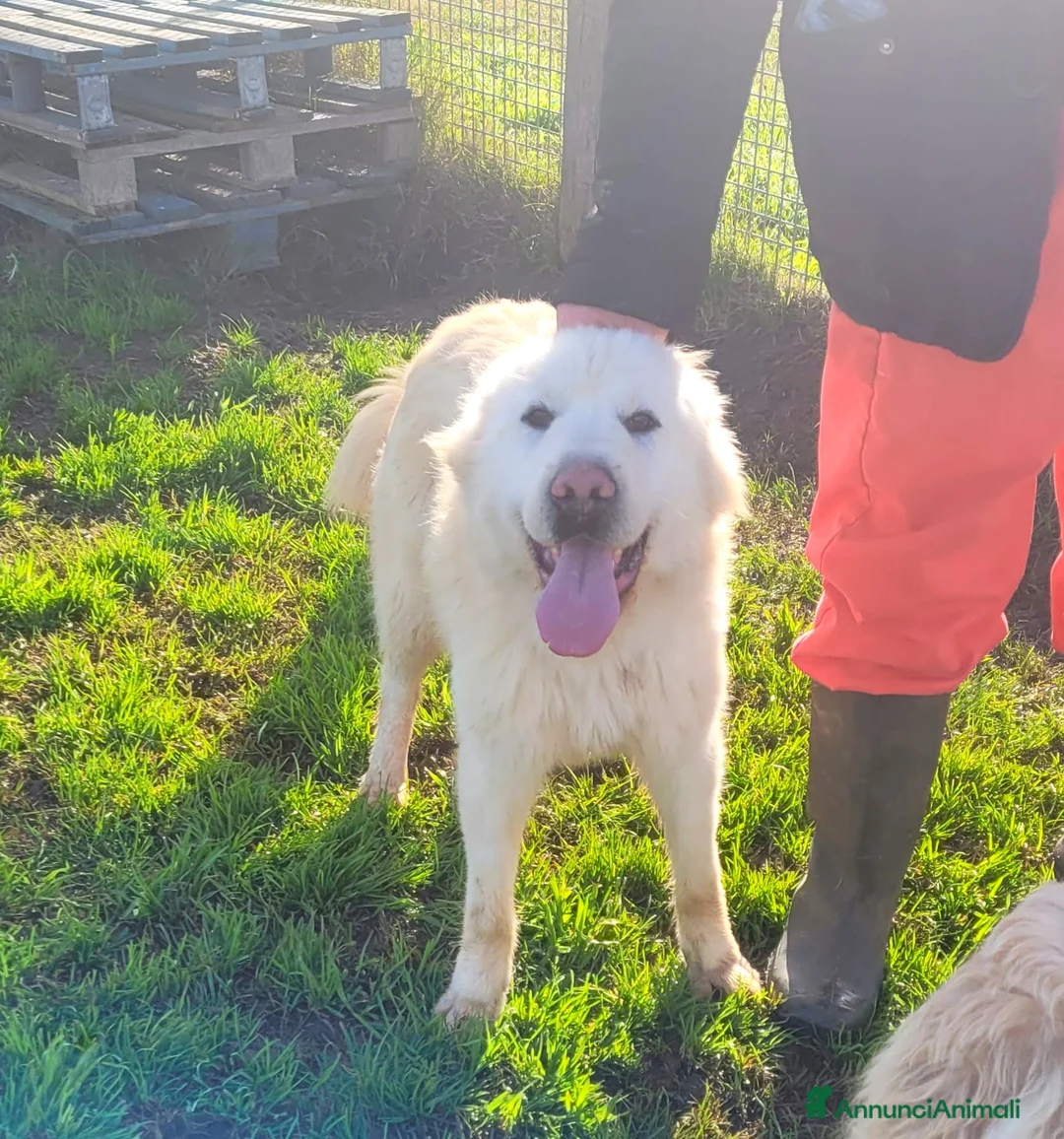 Pastore Maremmano cani in regalo: Lucius, cucciolone di pastore maremmano  - Annuncio 7