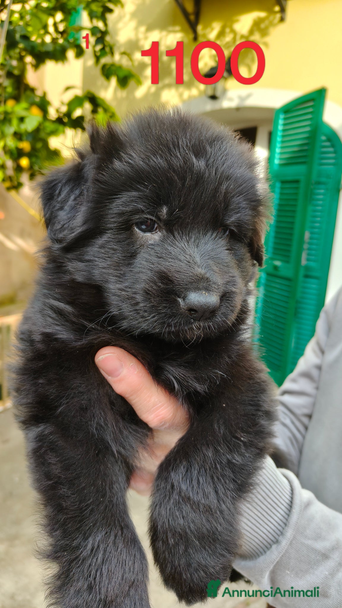 Pastore Tedesco cani Cuccioli Pastore Tedesco Pelo Lungo  - Annuncio 28