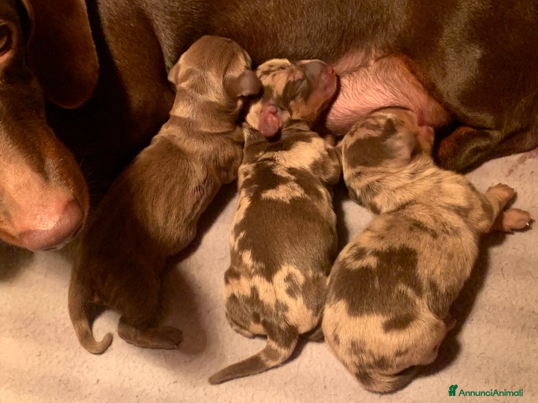 Bassotto cani in vendita: CUCCIOLO BASSOTTO NANO PELO CORTO - Annuncio 3