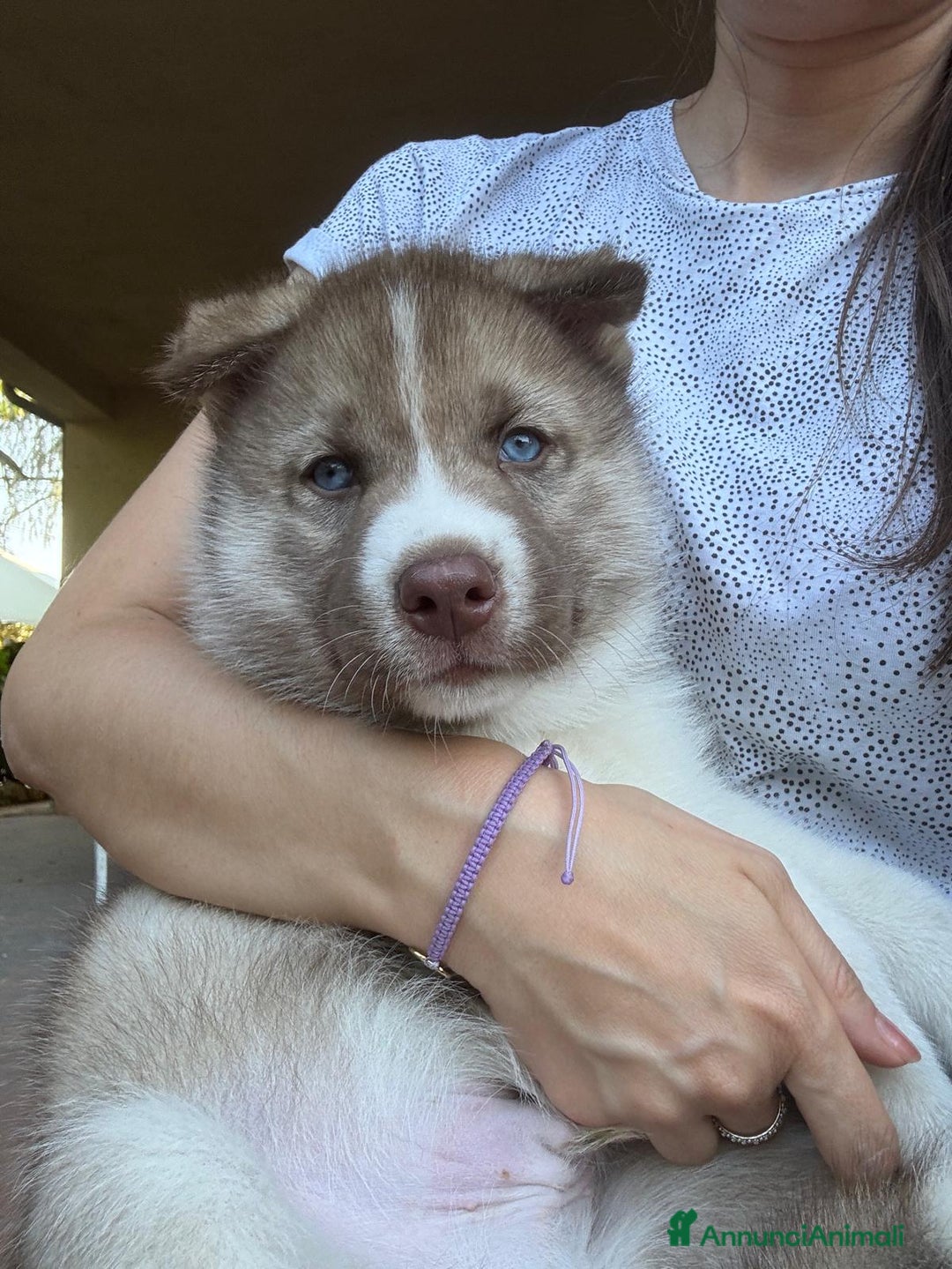 Husky cani in vendita: CUCCIOLI DI SIBERIAN HUSKY a Provincia di Perugia - Immagine 2