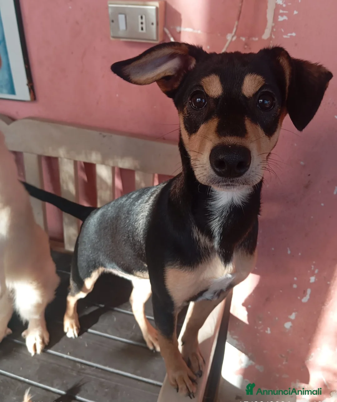 Meticcio cani in regalo: Leila 6mesi nera focata tg contenuta.SOS SICILIA - Annuncio 1