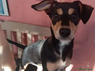 Meticcio cani Leila 6mesi nera focata tg contenuta.SOS SICILIA - Annuncio 22