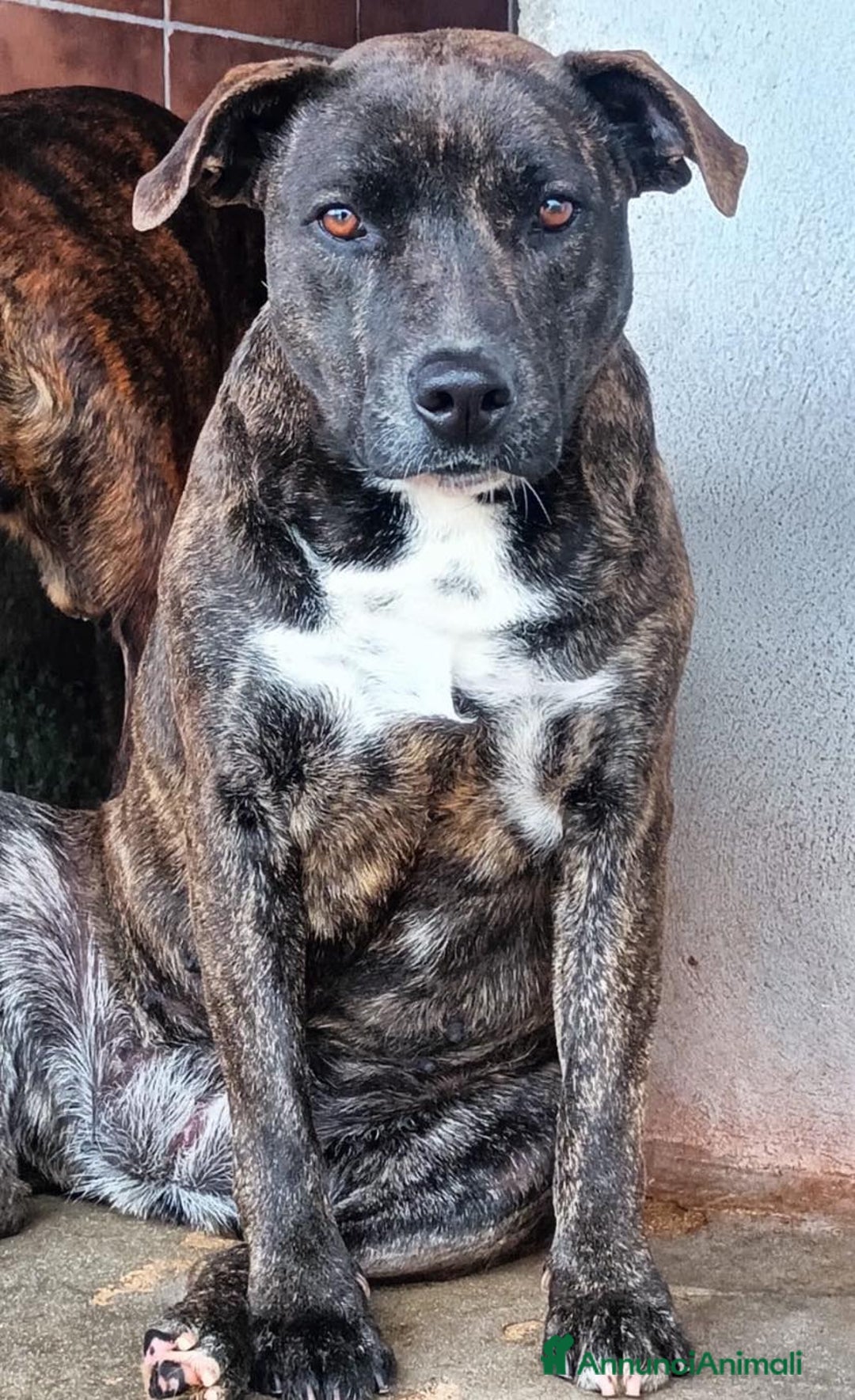 Meticcio cani in regalo: WENDY dolce cagnolina 2 anni cerca adozione a Provincia di Latina - Annuncio 1