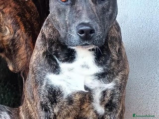 Meticcio cani WENDY dolce cagnolina 2 anni cerca adozione a Provincia di Latina - Annuncio 18