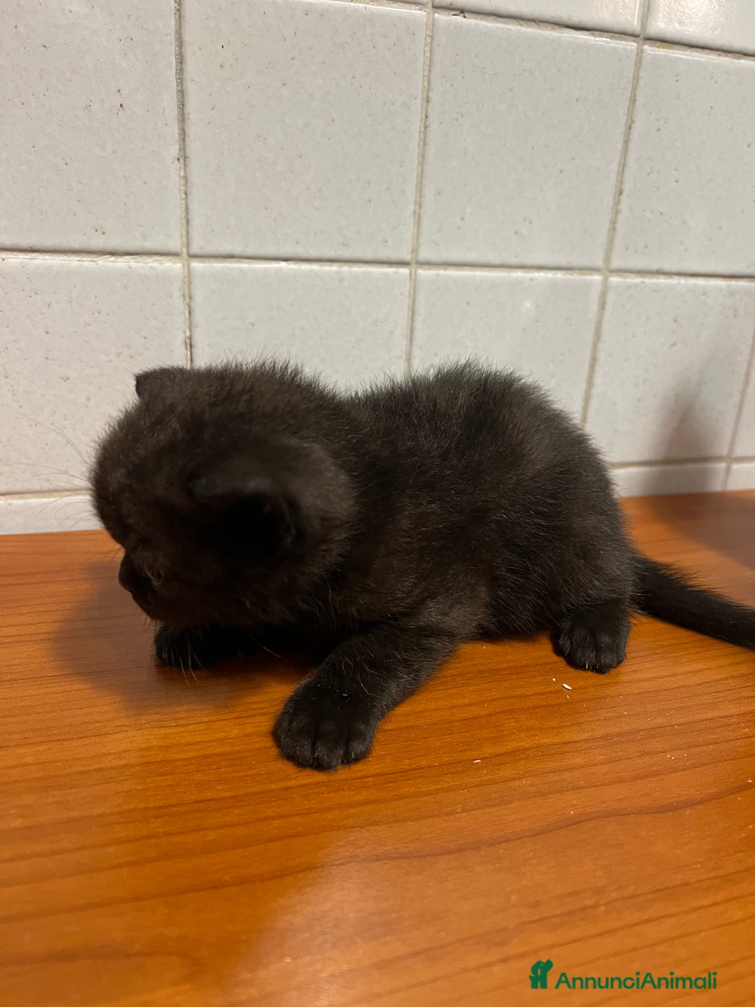 British gatti in vendita:  Cucciolata Gattini British Shorthair - Annuncio 8