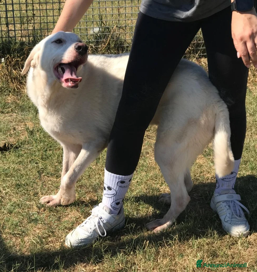 Labrador cani in regalo: Boston , simil labrador dagli occhi dolcissimi  a Provincia di Latina - Annuncio 5