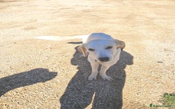 Meticcio cani in regalo: YUMA una dolcissima pelosetta in cerca di amore  - Annuncio 3