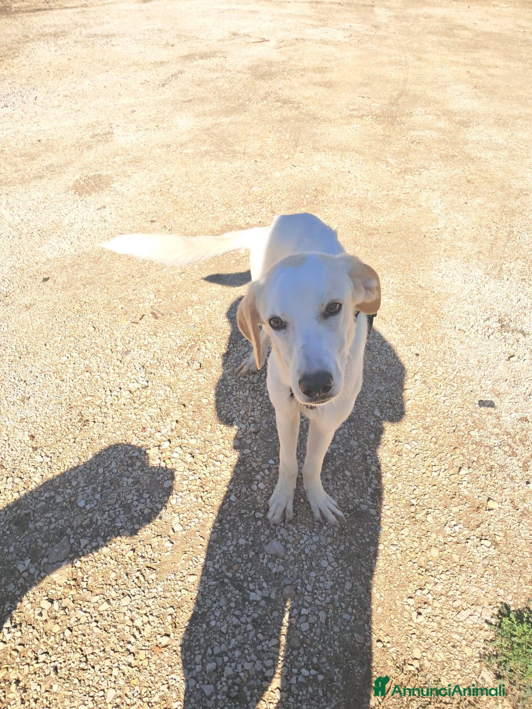 Meticcio cani in regalo: YUMA una dolcissima pelosetta in cerca di amore  - Annuncio 3