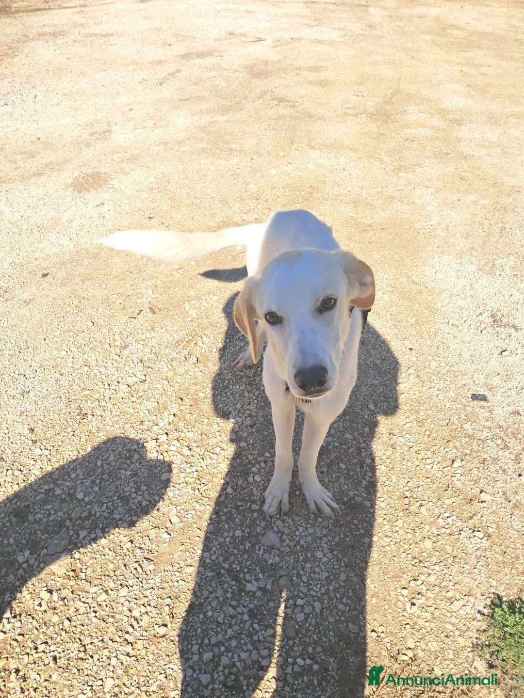 Meticcio cani in regalo: YUMA una dolcissima pelosetta in cerca di amore  - Annuncio 3