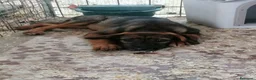 Meticcio cani in regalo: Fiorella, cucciola in canile - Annuncio 11