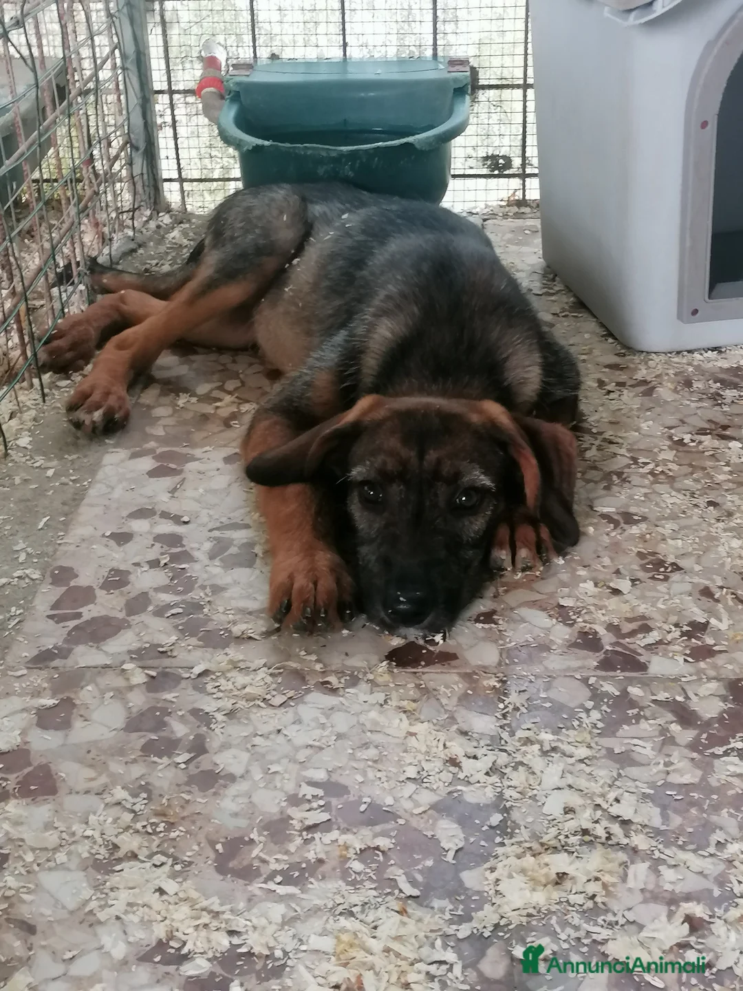 Meticcio cani in regalo: Fiorella, cucciola in canile - Annuncio 11