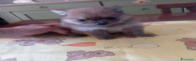 Volpino Pomerania 3