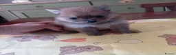 Volpino Pomerania cani in vendita: Cuccioli di Pomerania  a Provincia di Taranto - Annuncio 5