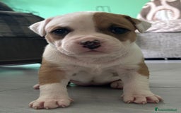 American Staffordshire cani in vendita: Cuccioli amstaff pitbull a Provincia del Verbano-Cusio-Ossola - Immagine 2