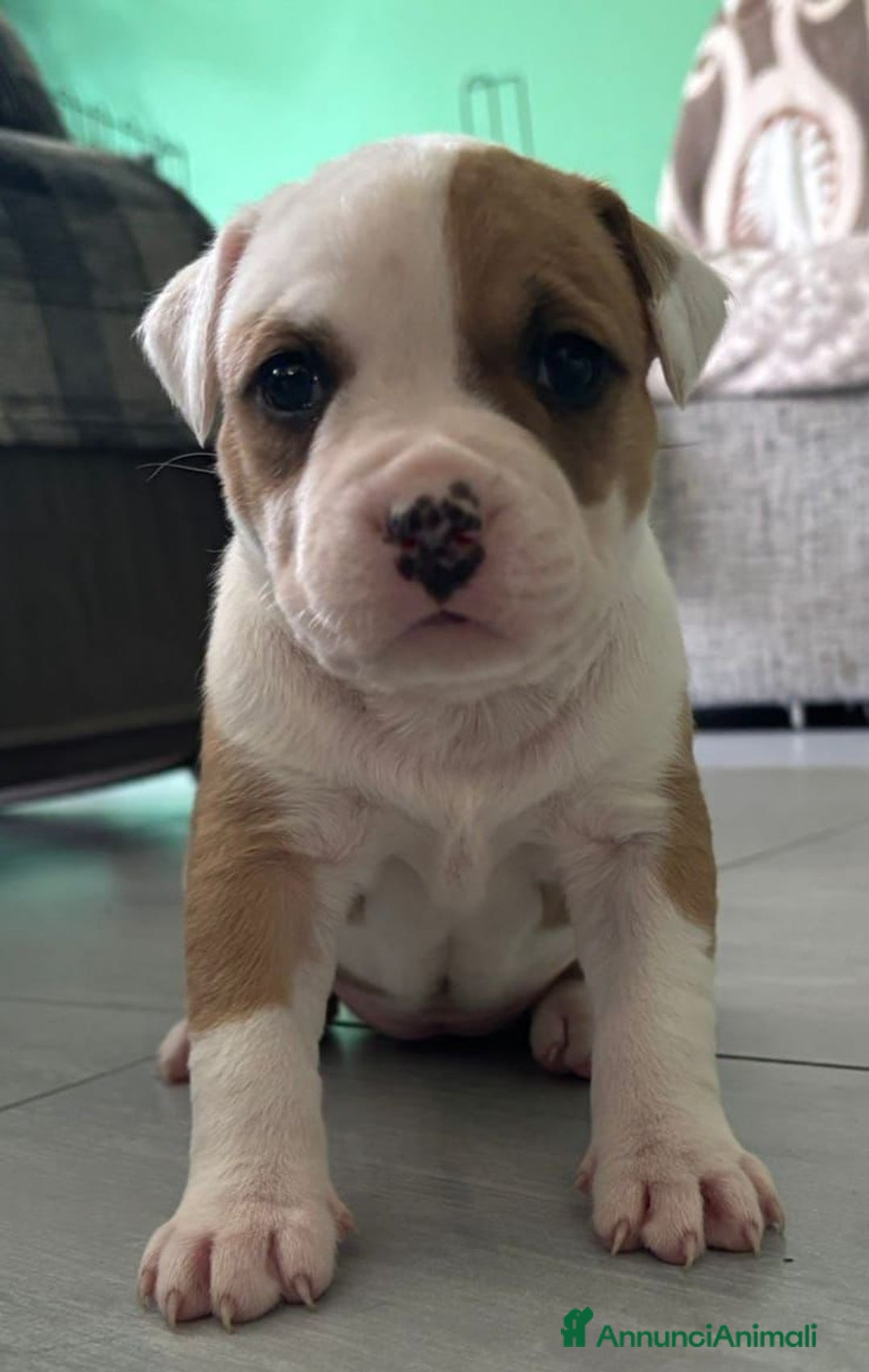 American Staffordshire cani in vendita: Cuccioli amstaff pitbull a Provincia del Verbano-Cusio-Ossola - Immagine 2