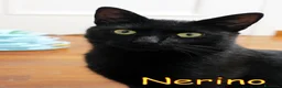 Europeo gatti in regalo: NERINO GATTINO MERAVIGLIOSO - Annuncio 2