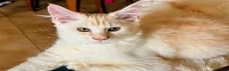 Maine Coon gatti in vendita: Main coon crema e red tabby mackerel. - Annuncio 3