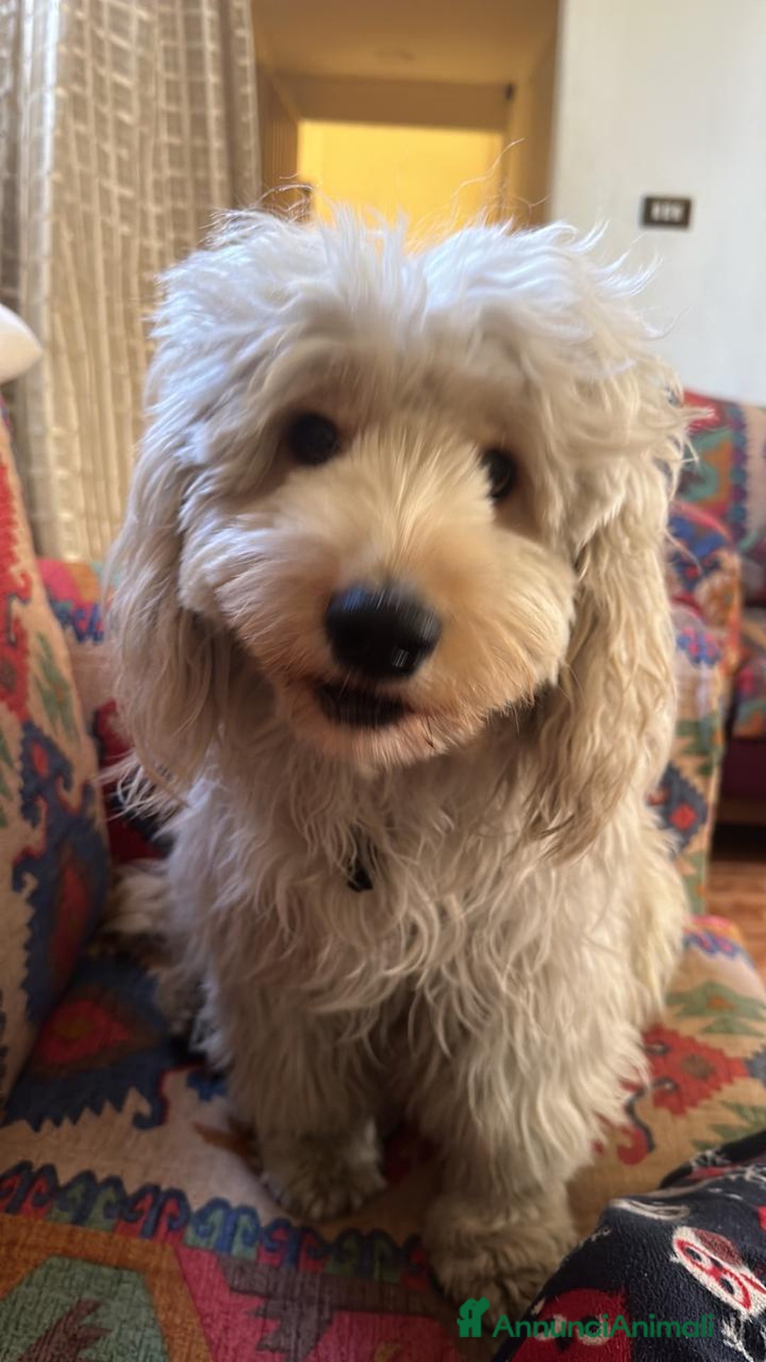 Barboncino cani in regalo: Splendido Barboncino - FLUFFY - Annuncio 5