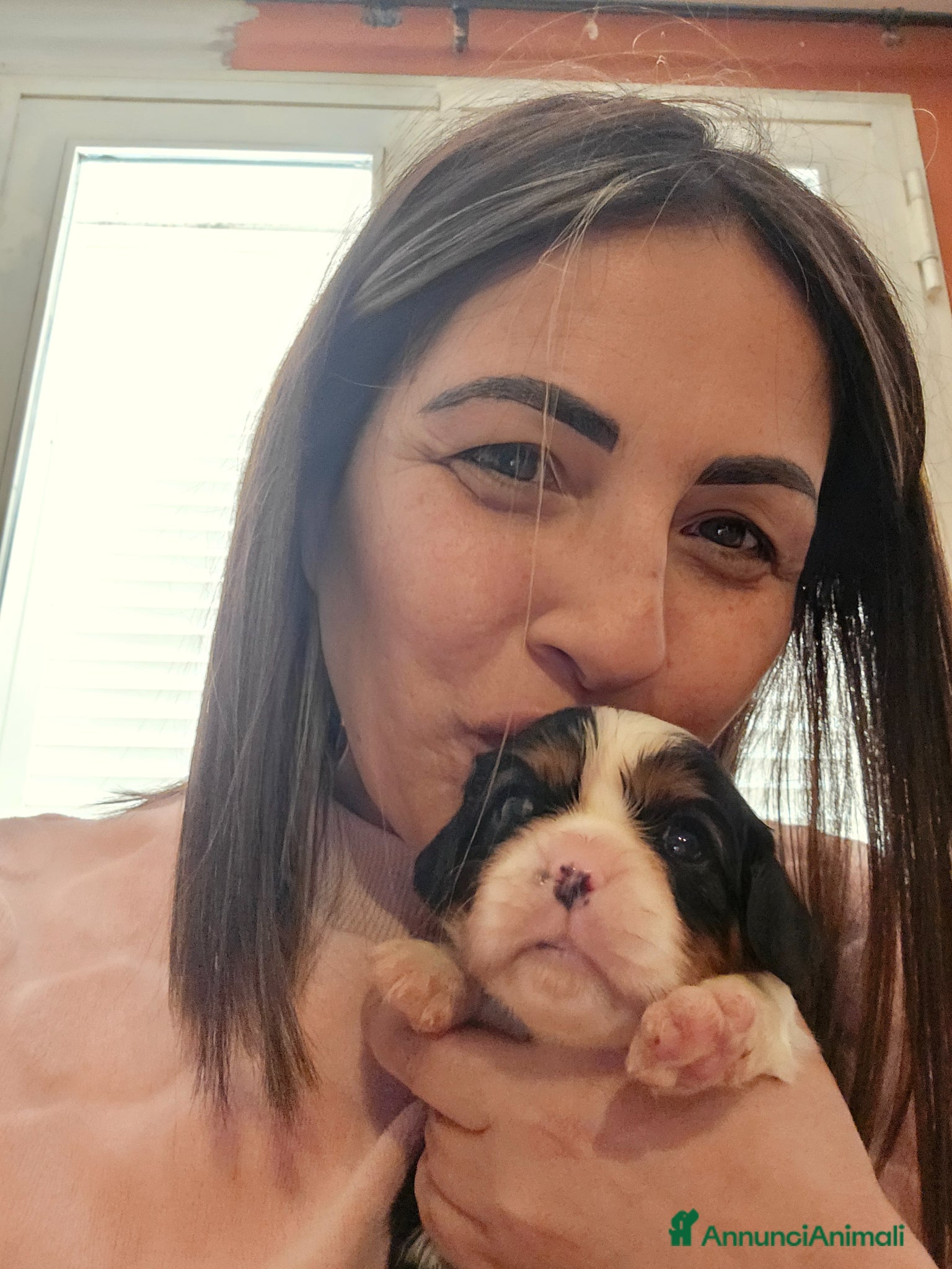 Cavalier King cani Cuccioli di Cavalier King Charles Spaniel - Annuncio 2