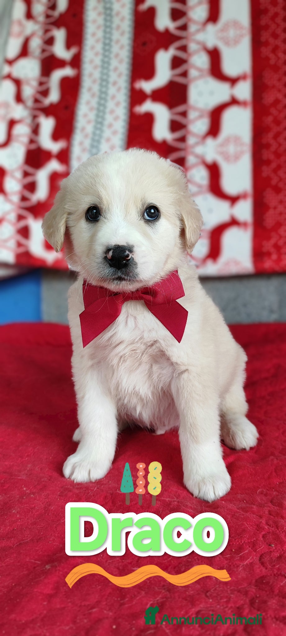 Meticcio cani Tantissimi cuccioli abbandonati cercano adozione - Annuncio 2