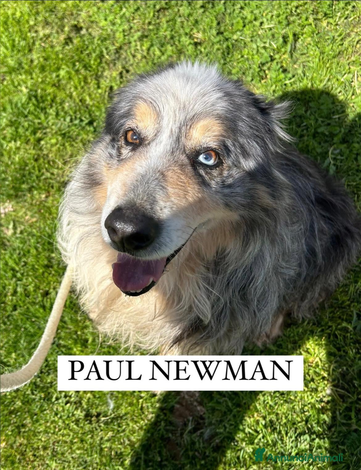 Meticcio cani Paul Newman, PASTORE AUSTRALIANO DERIVATO a Provincia di Latina - Annuncio 2