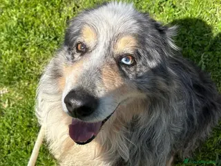 Meticcio cani Paul Newman, PASTORE AUSTRALIANO DERIVATO a Provincia di Latina - Annuncio 10