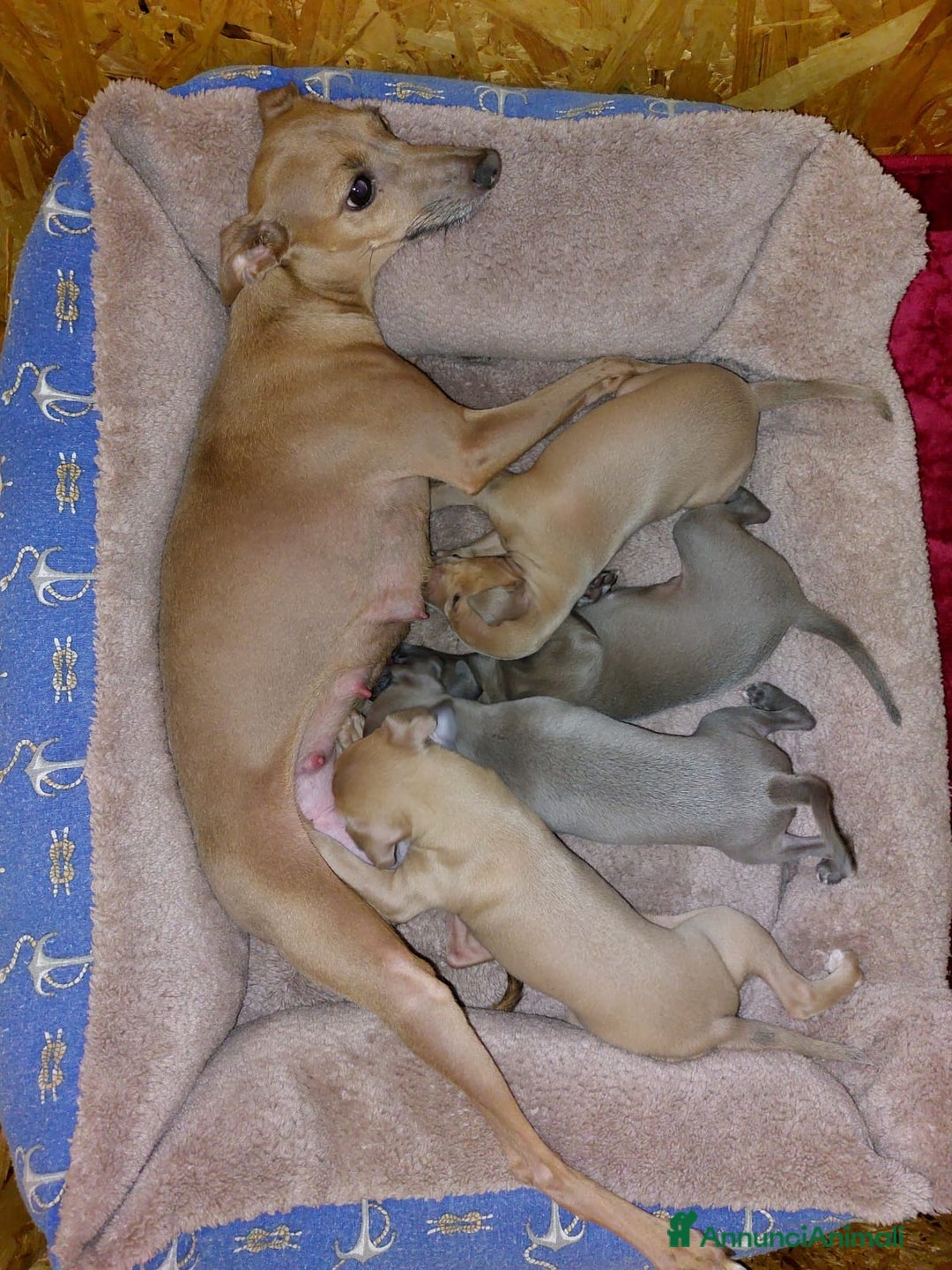 Levriero cani in vendita: Piccolo levriero italiano  a Provincia di Prato - Immagine 14