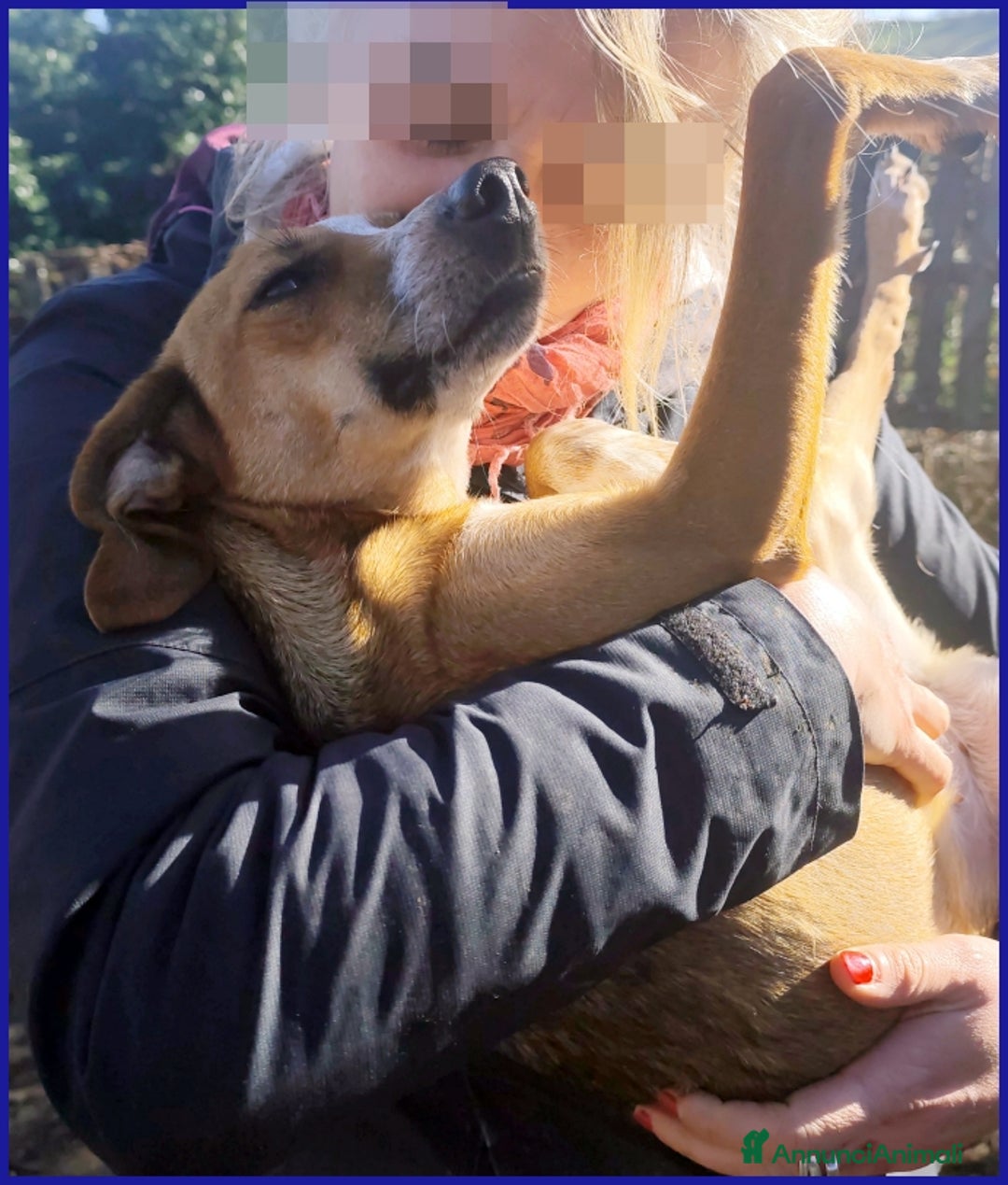 Meticcio cani in regalo: ALPENLIEBE, TENERA PICCOLETTA DI 4 ANNI  - Annuncio 3