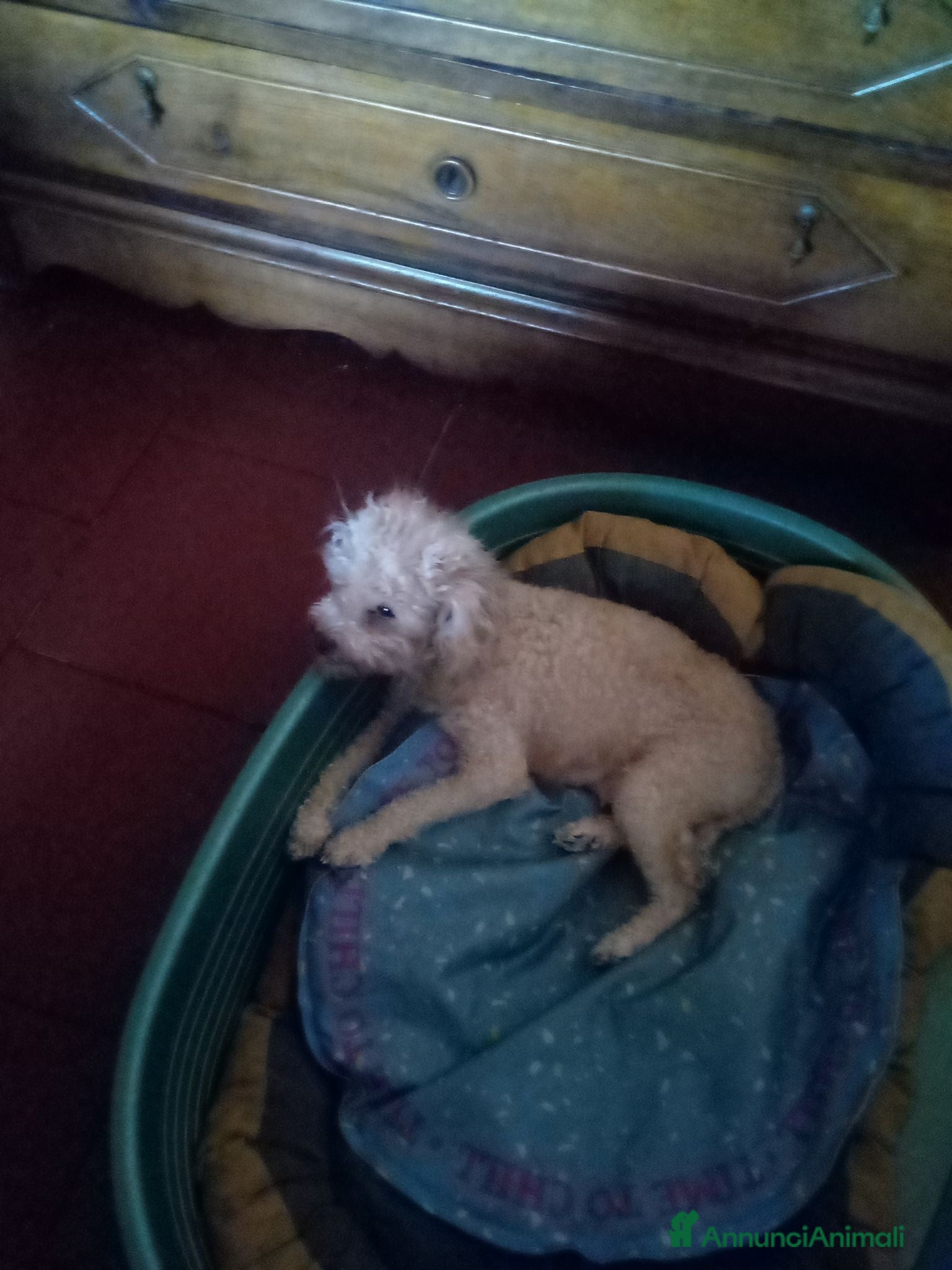 Barboncino Toy cani Vendo ultima cucciola di Barboncino Toy - Annuncio 27