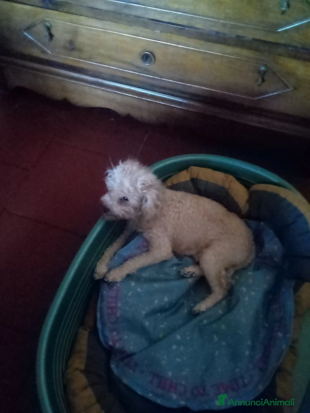 Barboncino Toy cani in vendita: Vendo ultima cucciola di Barboncino Toy a Provincia di Siena - Annuncio 1
