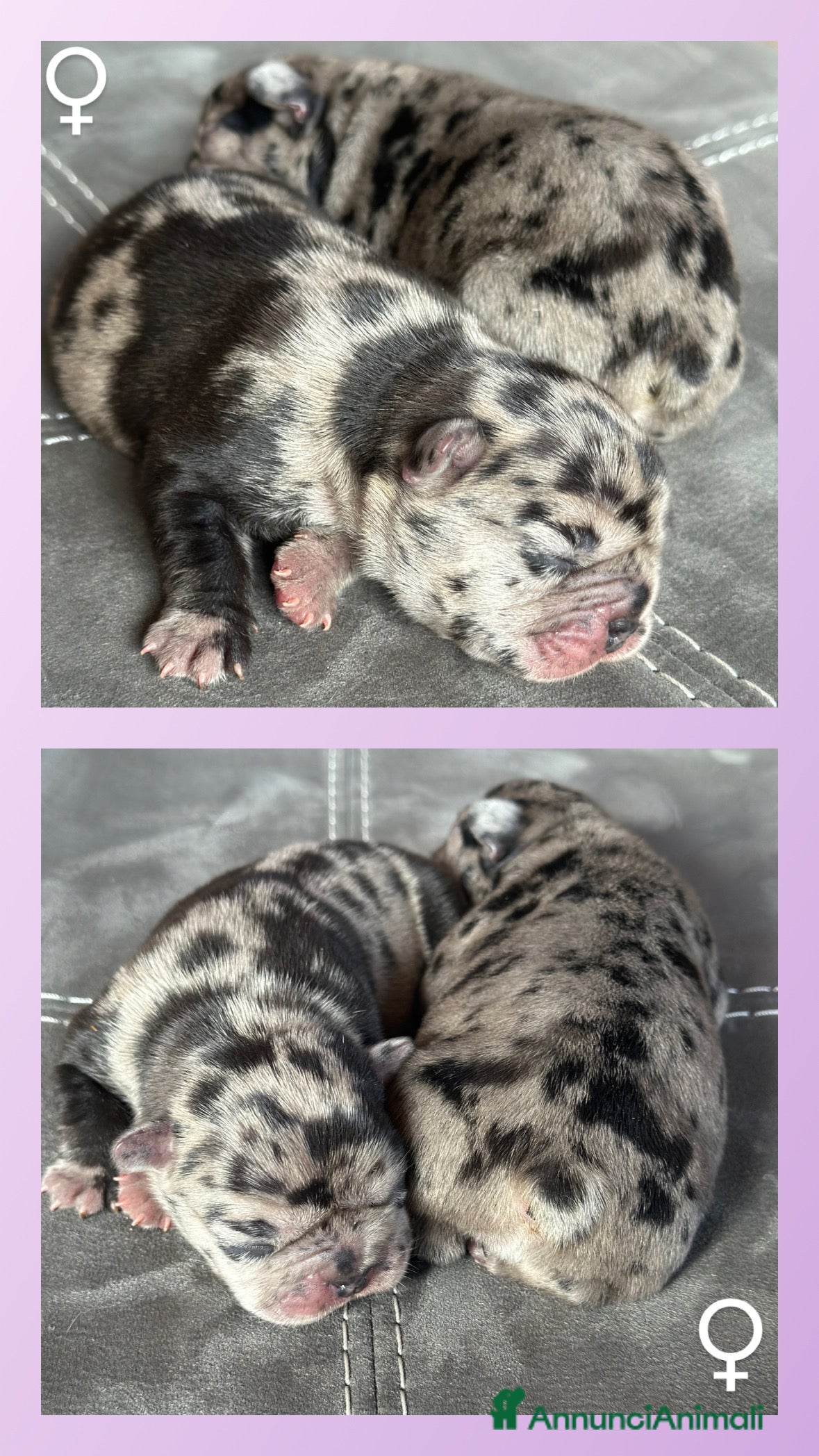 Bulldog Francese cani Cuccioli di Bulldog Francese Fluffy  - Annuncio 16