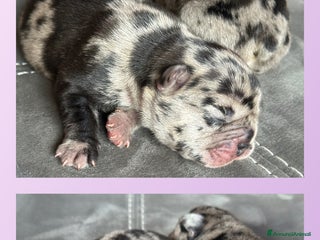 Bulldog Francese cani - Annuncio 28