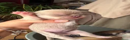 Chihuahua cani in vendita: cuccioli chihuahua - Annuncio 7