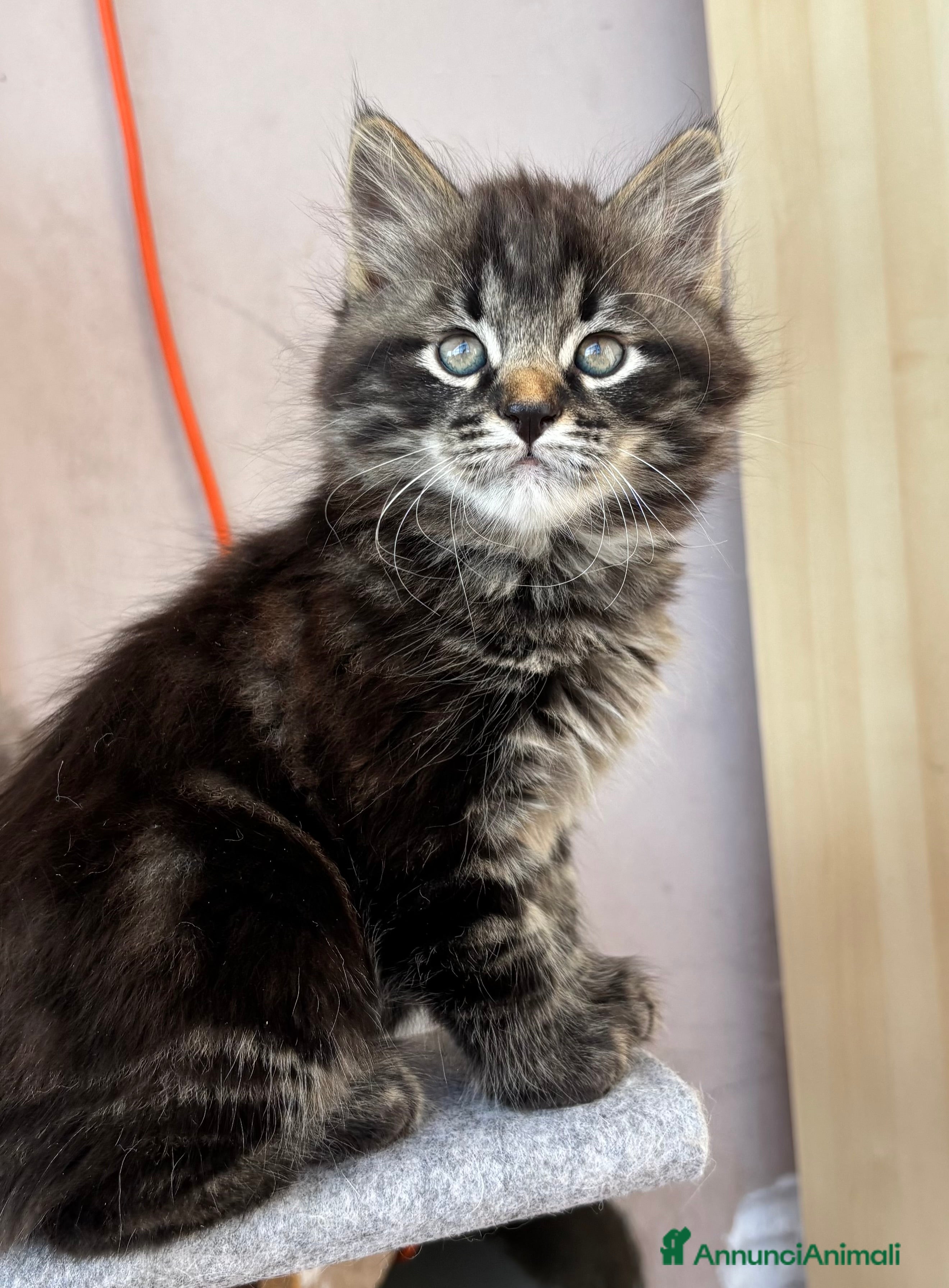 Siberiano gatti Siberiano gattino ipoallergenico - Annuncio 12
