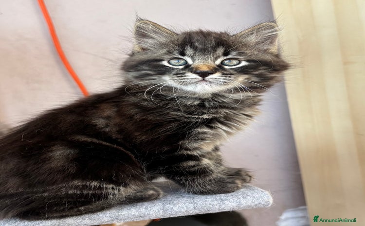 Siberiano gatti Siberiano gattino ipoallergenico - Annuncio 4