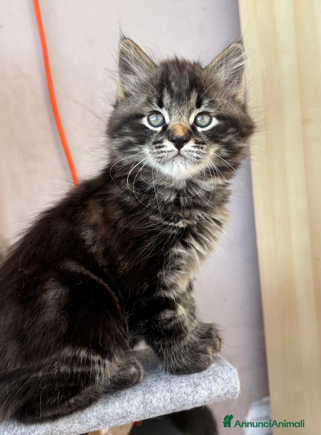 Siberiano gatti in vendita: Siberiano gattino ipoallergenico - Annuncio 1