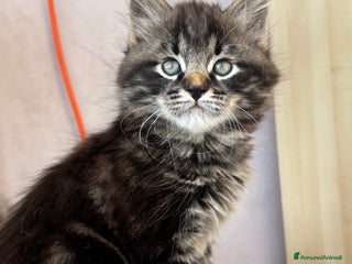 Siberiano gatti Siberiano gattino ipoallergenico - Annuncio 15