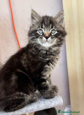 Siberiano gatti - Annuncio 2