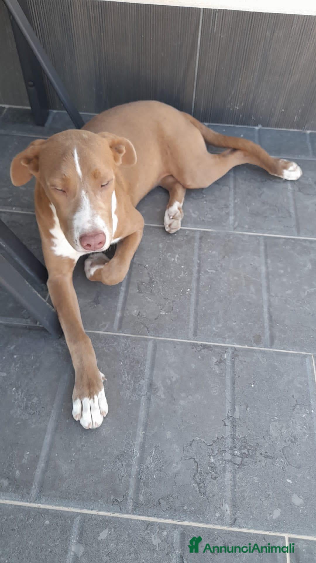 Meticcio cani 4 mesi, di una dolcezza disarmante  - Annuncio 36
