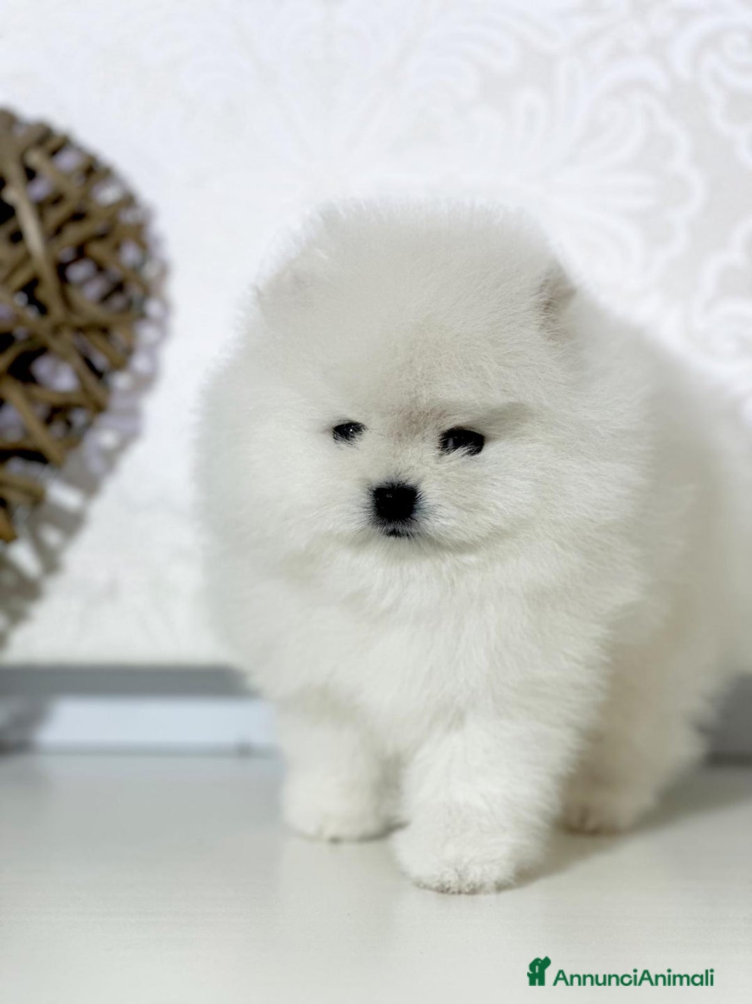 Volpino Pomerania cani in vendita: Pomerania Toy - Annuncio 11