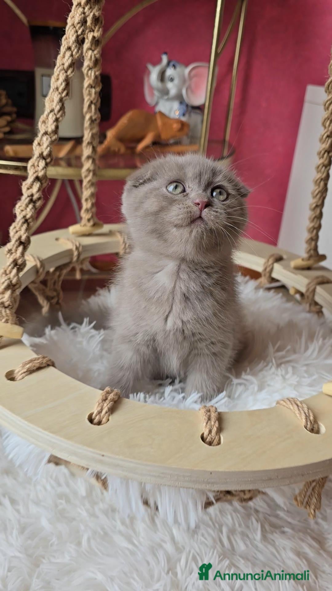 Scottish gatti Scottish fold e straight  - Annuncio 17