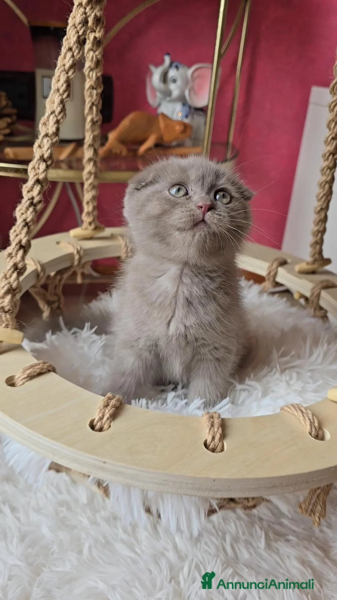 Scottish gatti in vendita: Scottish fold e straight  - Annuncio 1