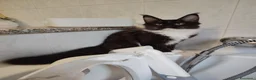 Maine Coon gatti in vendita: Meravigliosi gattini Maine Coon  - Annuncio 17