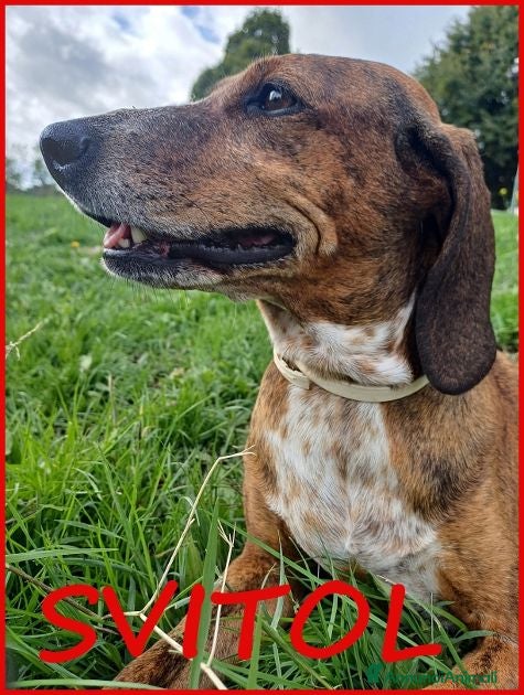 Meticcio cani SVITOL dolcissima e vivace - Annuncio 37