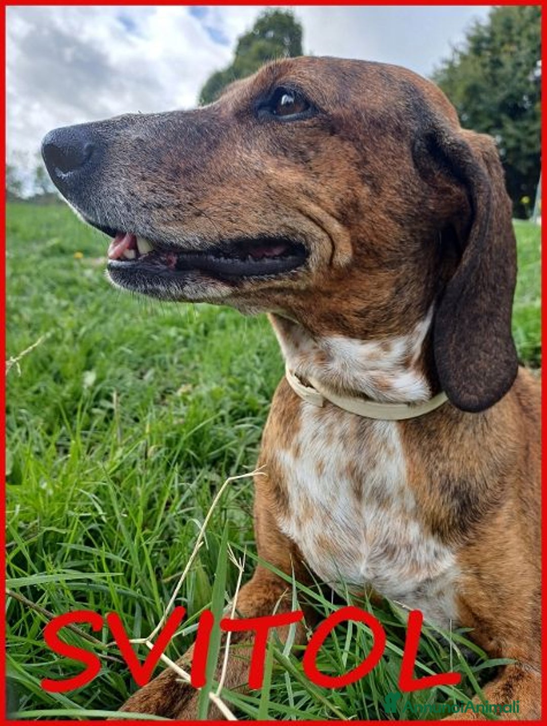 Meticcio cani in regalo: SVITOL dolcissima e vivace - Annuncio 1