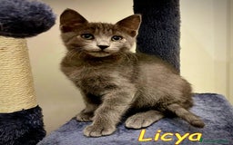 Certosino gatti in regalo: ICYA BELLISSIMA SIMILCERTOSINA - Immagine 2