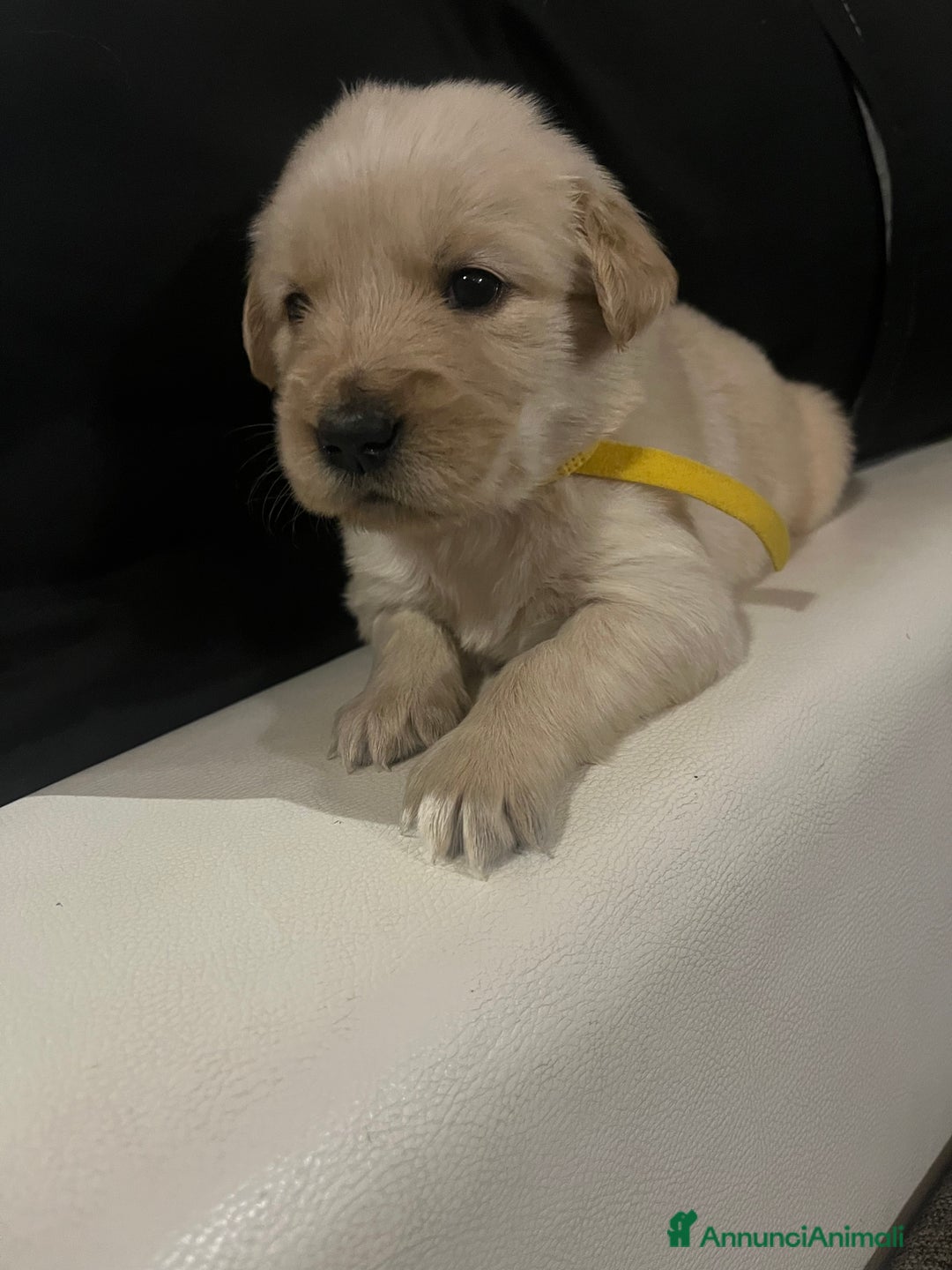 Golden Retriever cani in vendita: Cucciolo di Golden retriver anglo americani  - Annuncio 11