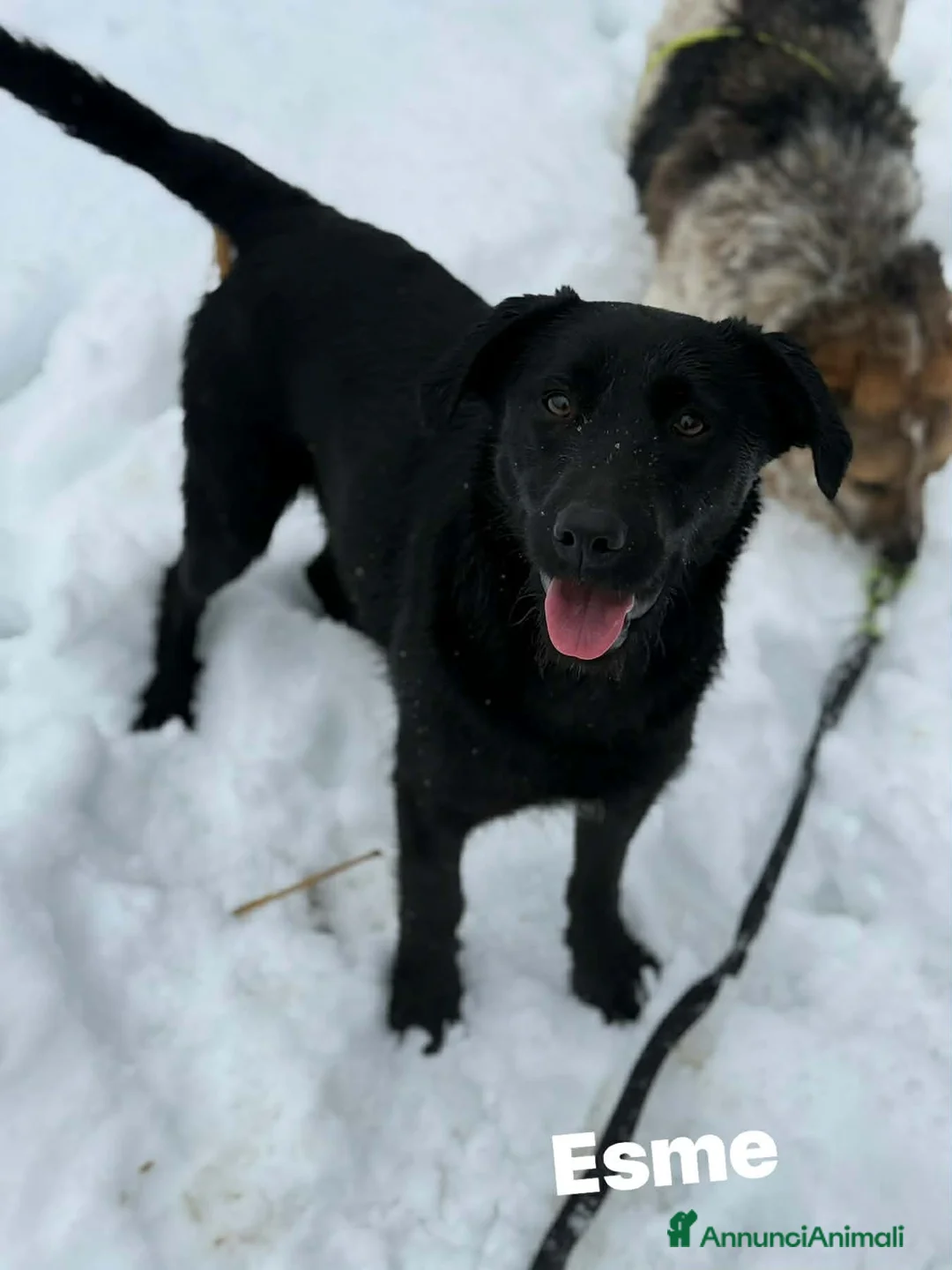 Meticcio cani in regalo: ESME, cucciolona nera dalla dolcezza sconfinata. - Annuncio 5