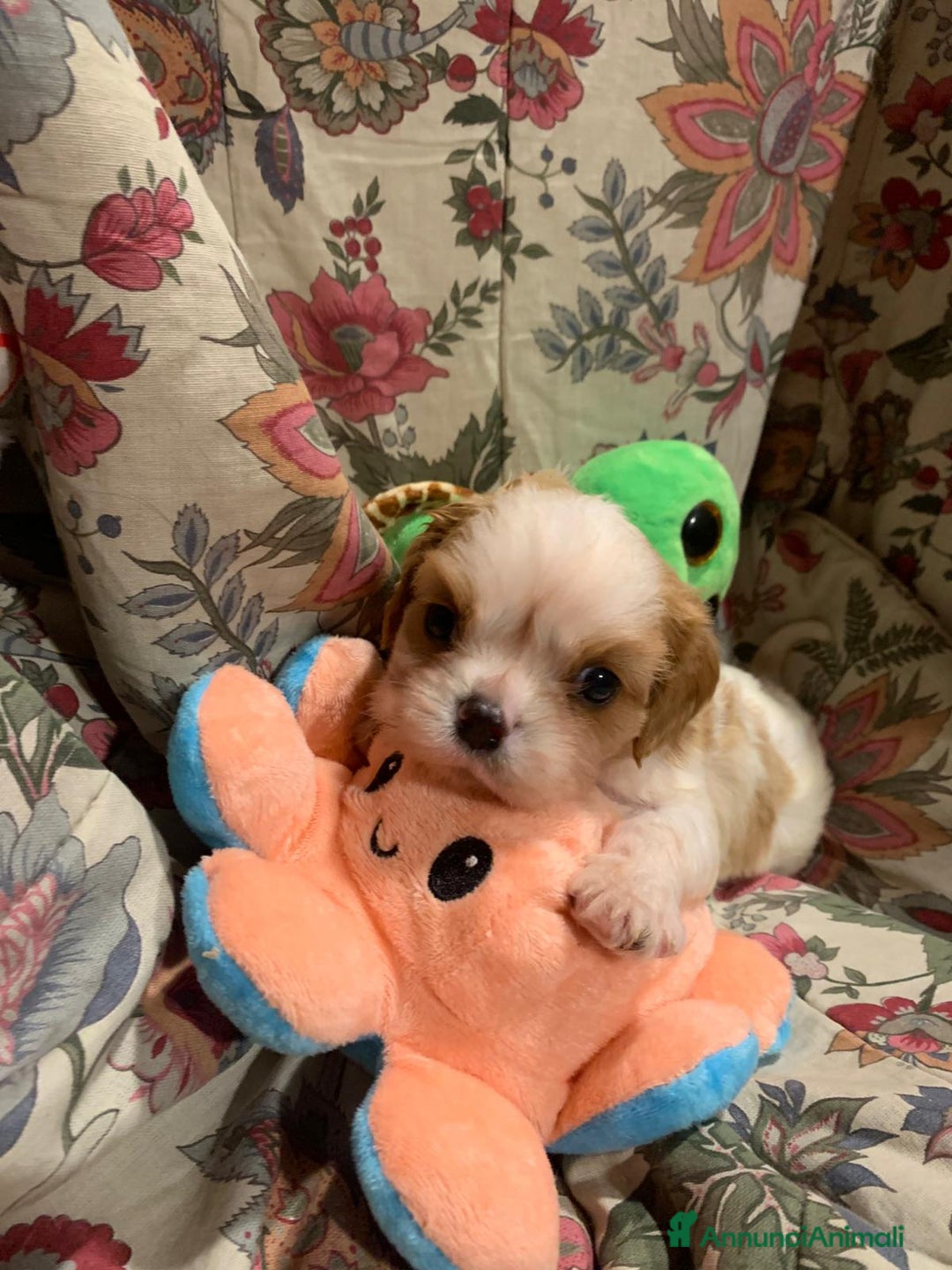 Cavalier King cani in vendita: Cuccioli di Cavalier King Charles Spaniel - Annuncio 7