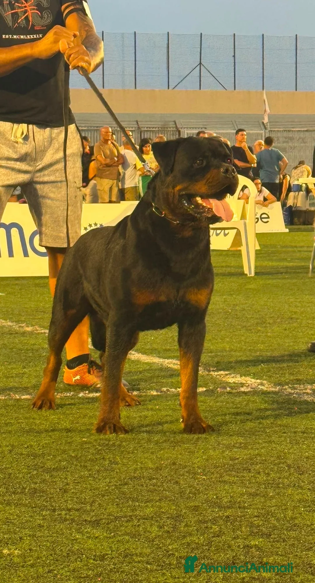 Rottweiler cani in vendita: Cuccioli Rottweiler - Annuncio 2